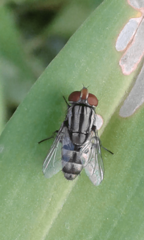 Sarcophagidae? S, cfr. Miltogramma sp.